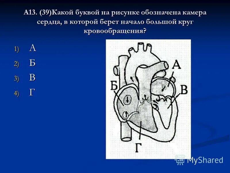 камера сердца малого круга кровообращения. биология 8 класс сердце круги кровообращения. круги кровообращения сердца схема. миокард я его желудочка сокращайся обеспечивает выброс крови. сердце строение функции кровоснабжение.