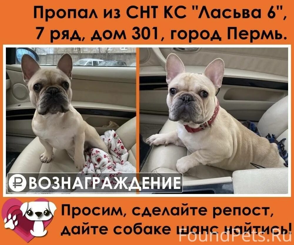 Бульдог пермь. Пропал бульдог пермь. нашли собаку пермь.