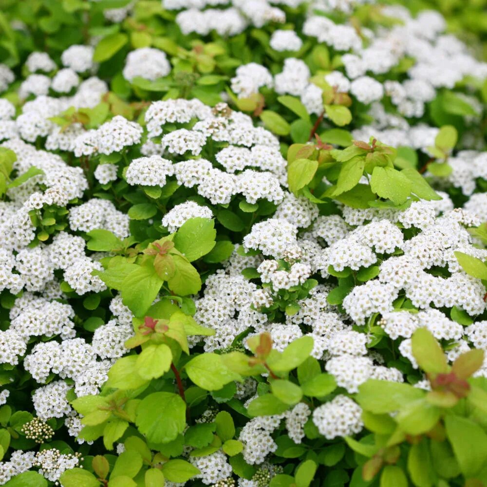Спирея казу. Спирея березолистная. спирея березолистная (spiraea betulifolia `island`).