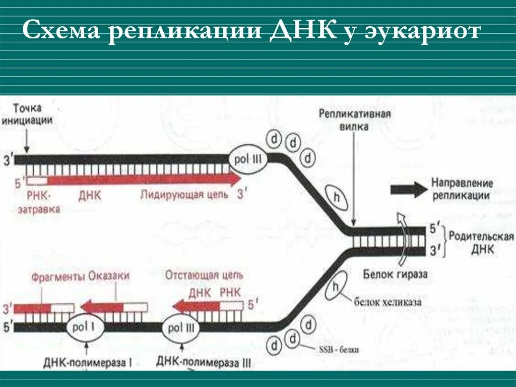 Схема репликации эукариот. Инициация репликации ДНК У эукариот. Этапы репликации эукариот. Схема репликации ДНК эукариотических клеток.