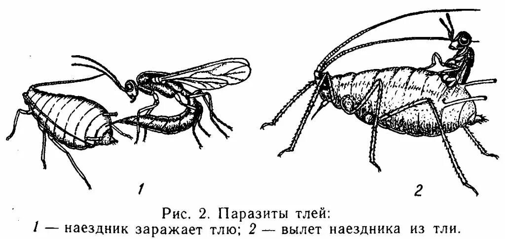 Паразитизм насекомых
