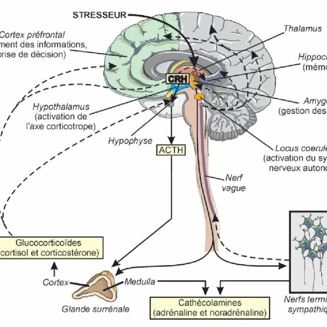 Физиология стресса. Neurobiologie Anxiety. Стресс научные статьи