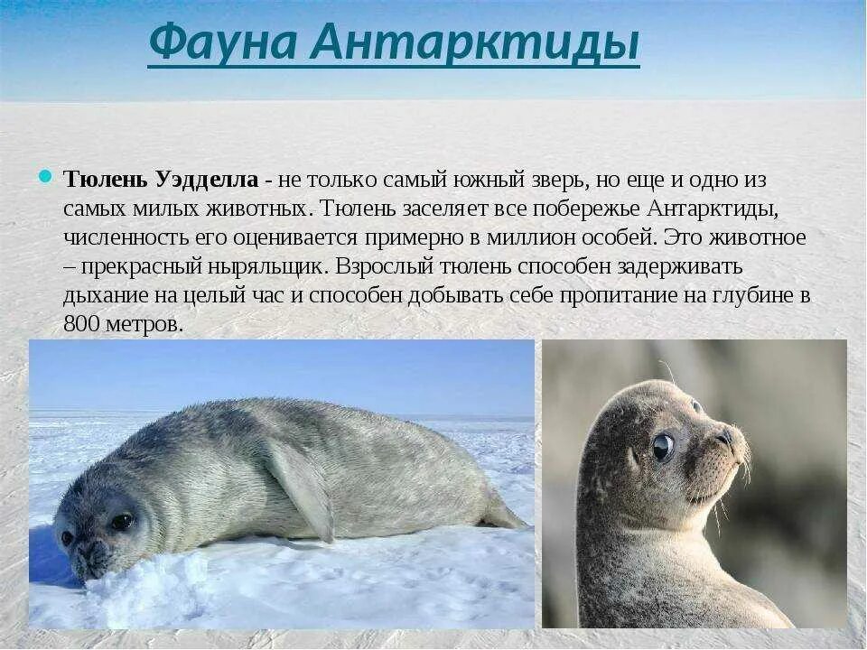 Какая более мощная структура кожи у тюленей. Тюлень Уэдделла в Антарктиде. Интересные факты о тюленях. Информация о животных Антарктиды. Тюлени Антарктиды.