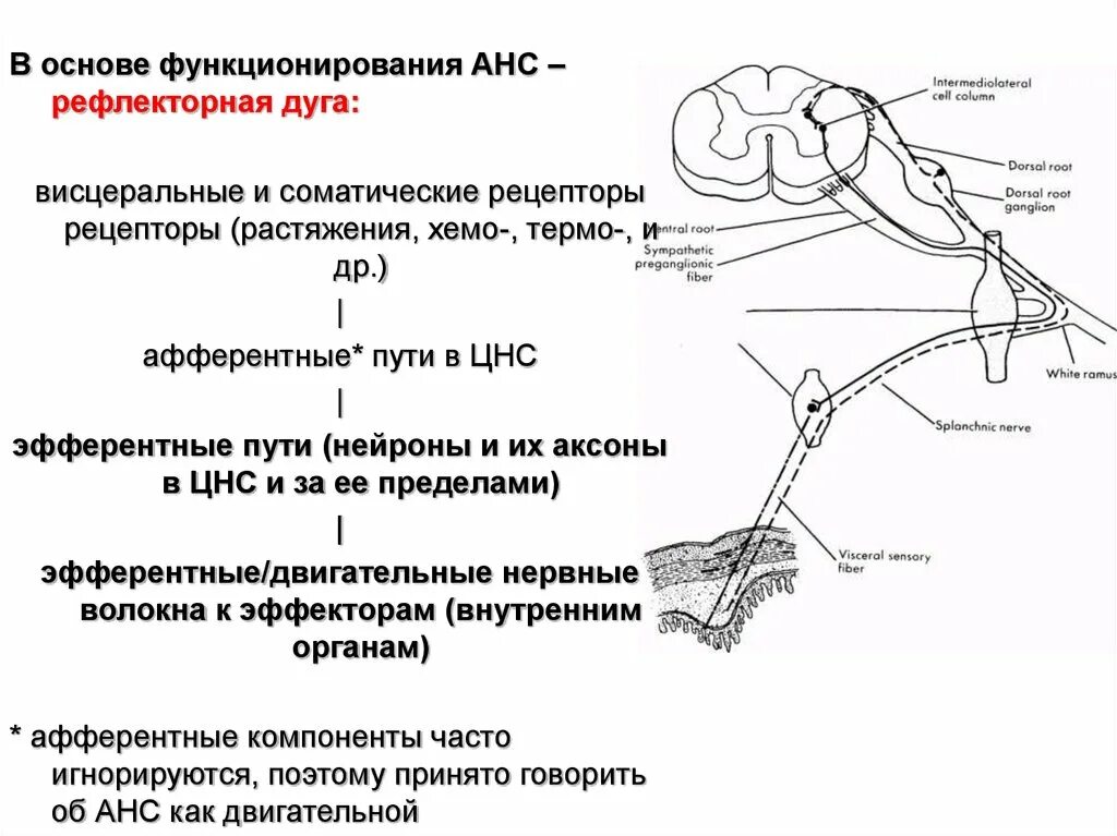 Схема рефлекторной дуги симпатической нервной системы. Нервная регуляция схема рефлекторной дуги. Рефлекторная дуга физиология схема. Рефлекторная дуга 5 отделов. Рефлекторное течение