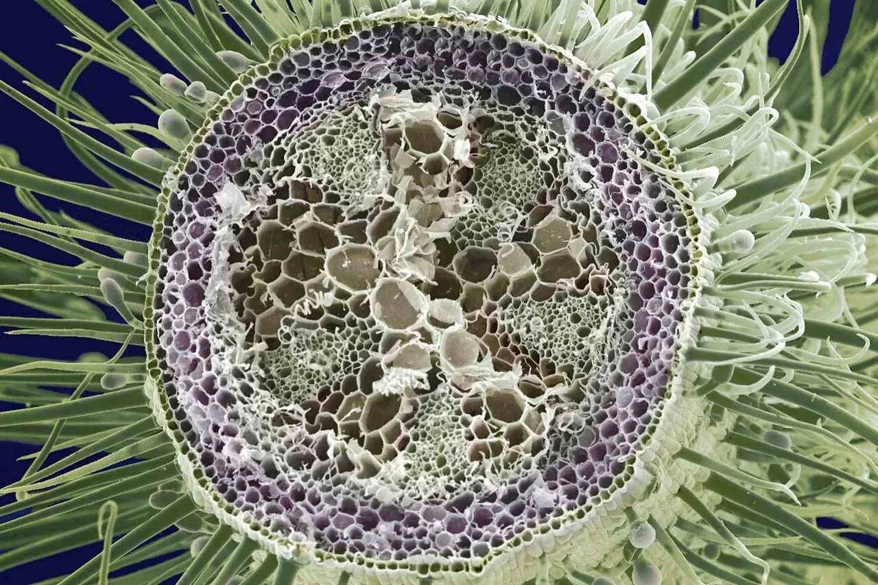 В клетках стебля лопуха. Поперечный срез стебля микрофотография. Поперечный срез корня микрофотография. Флоэма растений под микроскопом. Поперечный срез кактуса.