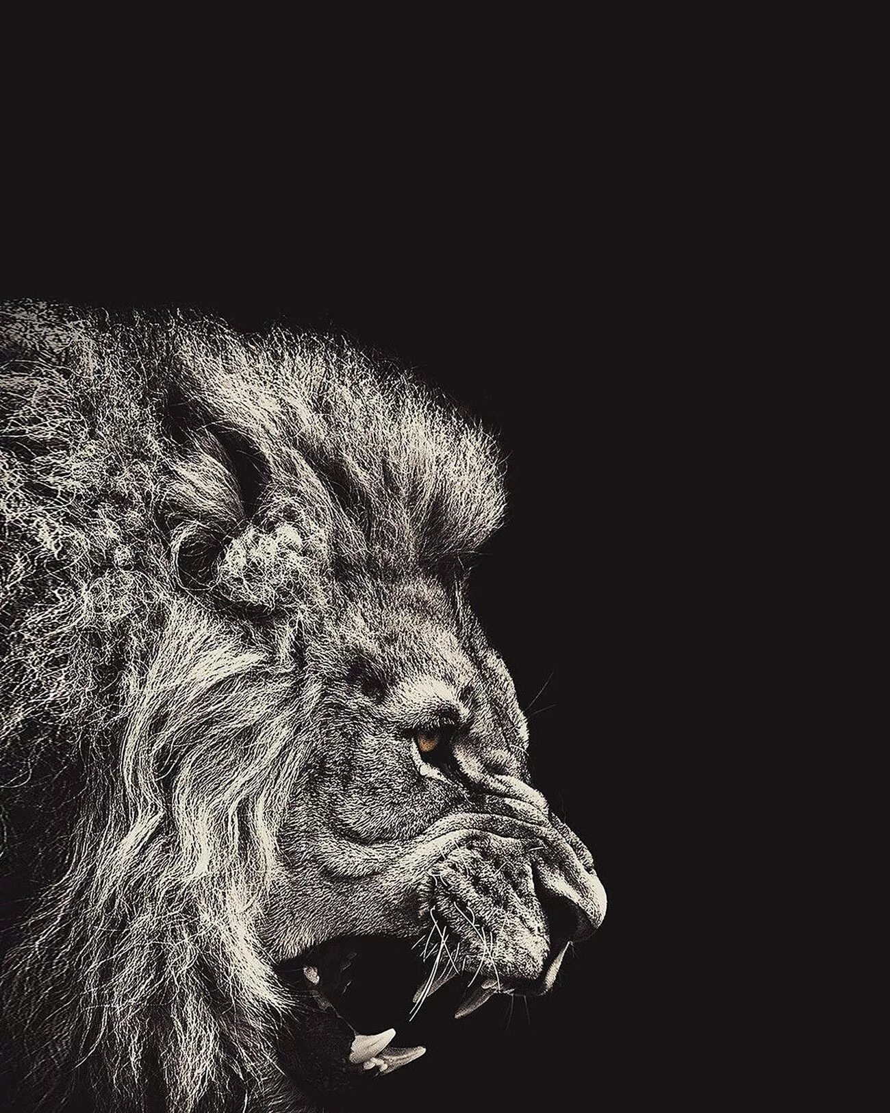 Чтобы быть царем зверей. Лев обои. Животные на черном фоне. Лев на сером фоне. Серый Лев фото.