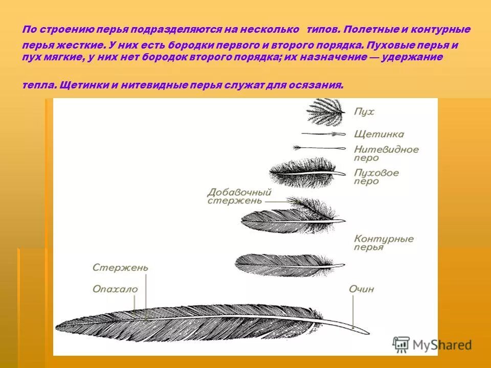 Расположение контурных перьев на теле птицы