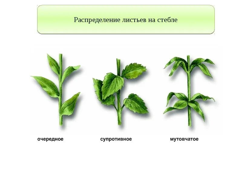 Листья расположены вертикально