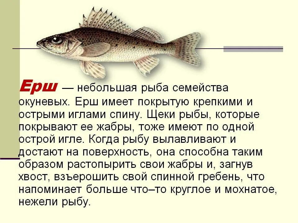 Особенности рыб 2 класс. Рыба Ерш сообщение. Ерш рыба описание для детей. Рыба Ерш доклад. Короткое описание рыбы.