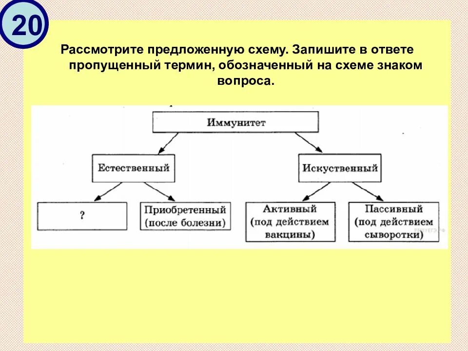 Рассмотрите схему запишите в ответе пропущенный. Рассмотрите предложенную схему запишите в ответе пропущенный термин. Рассмотрите схему. Запиши понятие пропущенное в схеме.