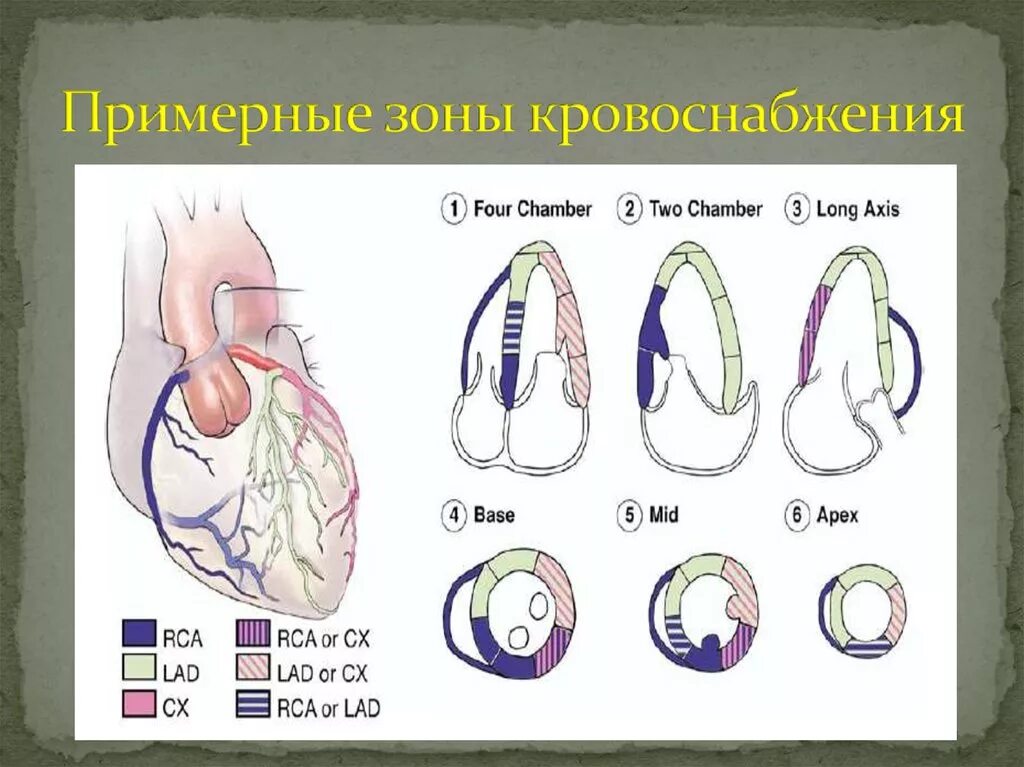 Сегменты миокарда при ЭХОКГ. Сегменты миокарда лж. Кровоснабжение миокарда ЭХОКГ. Зоны кровоснабжения миокарда.