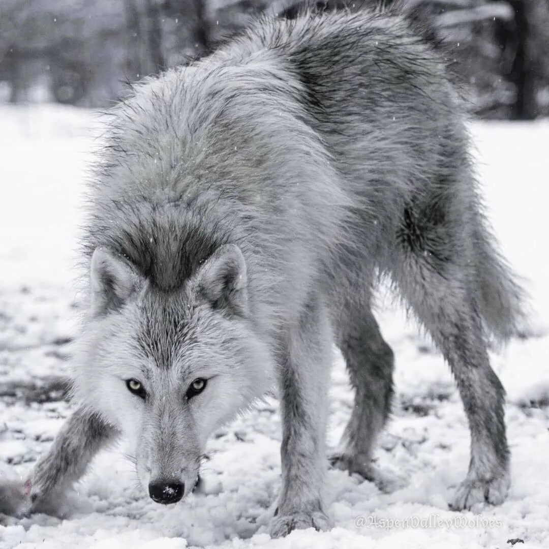 Песец серый. Песец вуалевый песец. Песец арктическая лиса. Лиса чернобурка. Серая лисица вид сбоку.