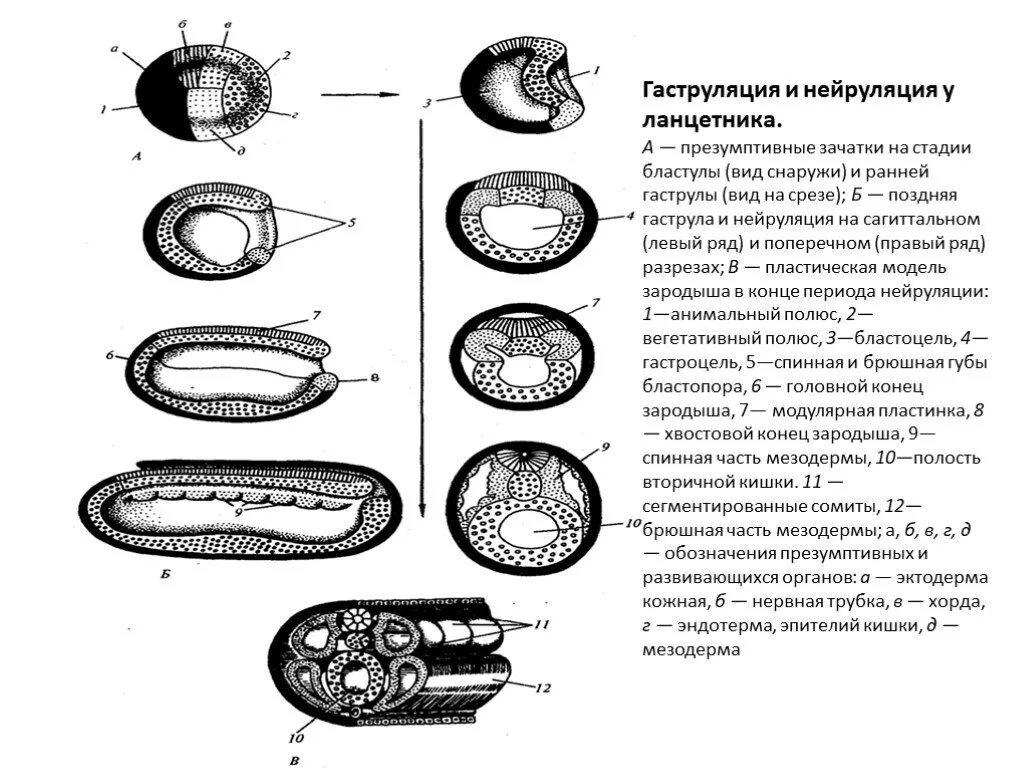 Нейрула какая стадия. Карта презумптивных зачатков бластулы птиц. Схема эмбрионального развития ланцетника. Гаструляция зародыша ланцетника. Расположение презумптивных зачатков в бластуле ланцетника.