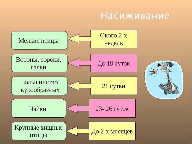 Какую информацию о жизни птиц можно получить. Годовой цикл жизни птиц. годовой жизненный цикл и сезонные явления в жизни птиц. годовой жизненный цикл птиц 7. сезонные явления в жизни птиц.