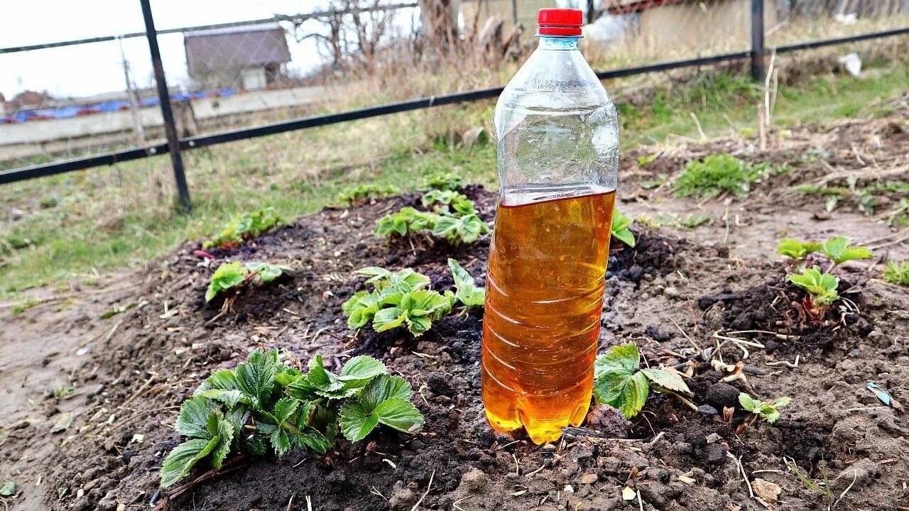 Подкормка клубники весной йодом. Подкормка клубники в апреле и мае. Подкормка клубники весной для большого урожая. Йод для клубники. Когда рыхлить клубнику весной.