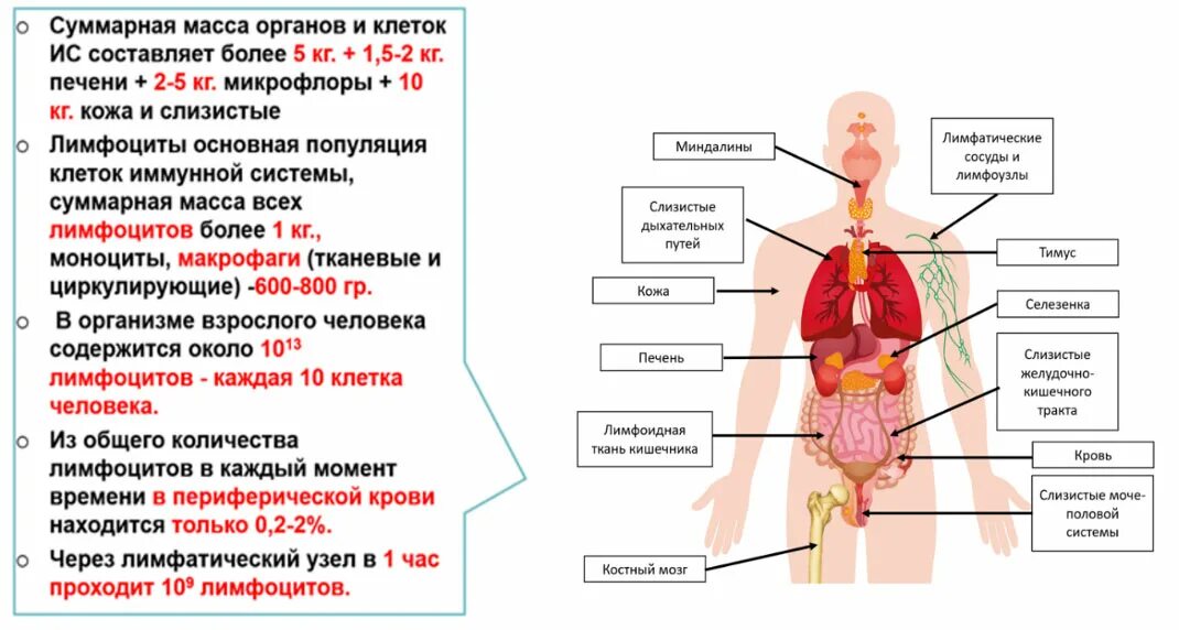 К периферическим иммунным органам относятся. Иммунная система человека. Органы иммунной системы. Органы иммунной системы схема. Органы и ткани иммунной системы.