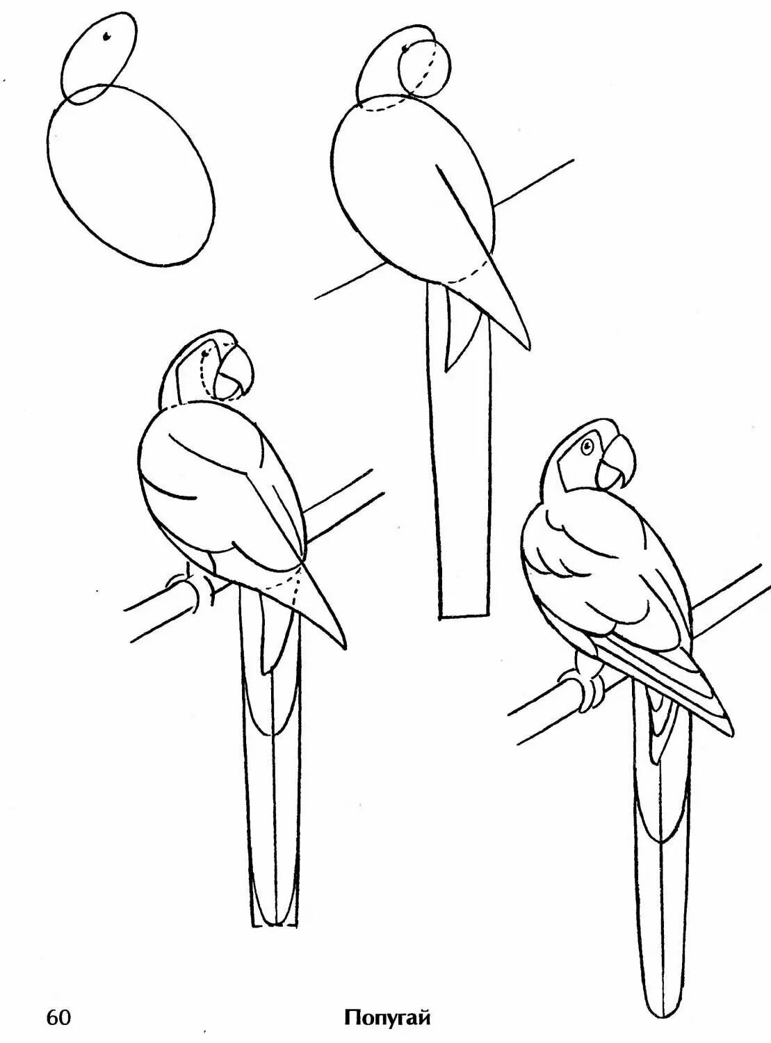 Картинки попугая для срисовки. Попугай рисунок карандашом. Поэтапное рисование попугая. Схема рисования птицы. Рисунок птиц карандашом легкие