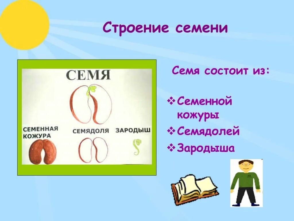 Семя состоит из семенной. Семя состоит. Семя состоит из. Семя состоит из семенной кожуры,. Семена состоят из.