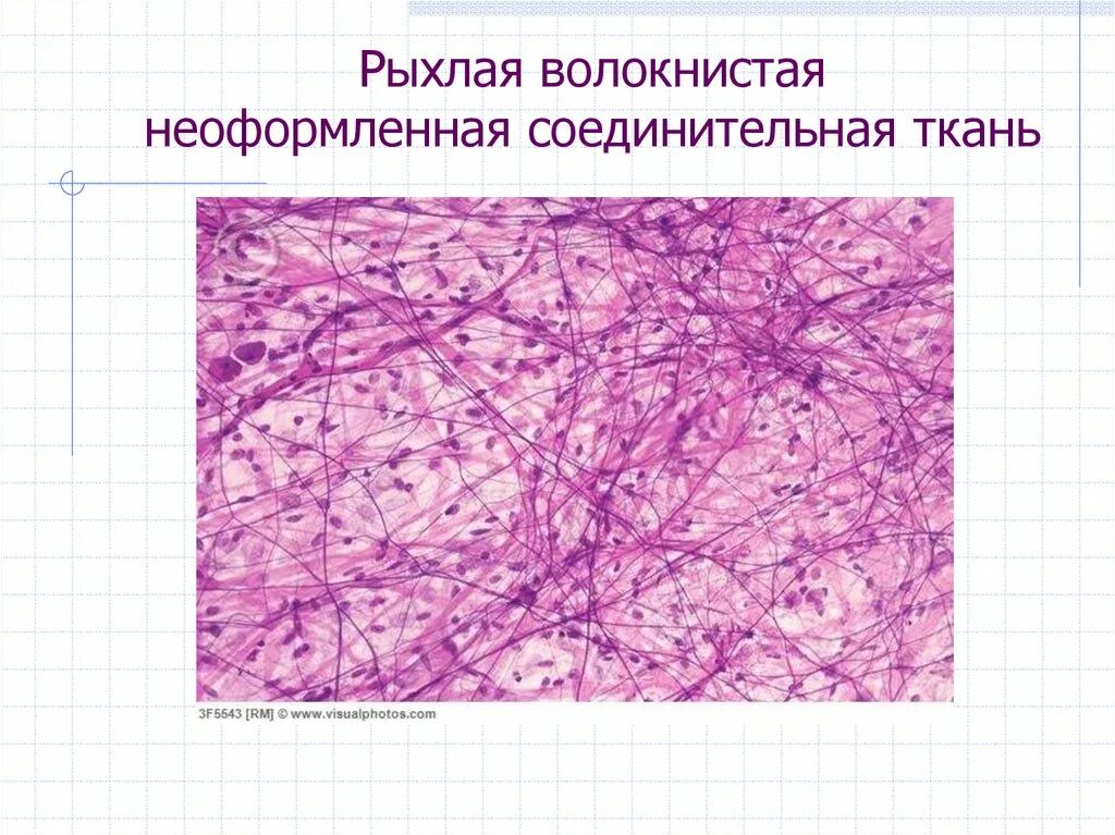 Рыхлая плотная волокнистая