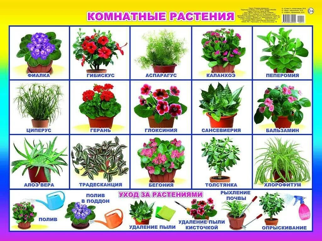 Растения в ясельной группе. Растения в детском саду. Комнатные растения для детей. Комнатные растения для детей с названиями. Плакат. Комнатные растения.