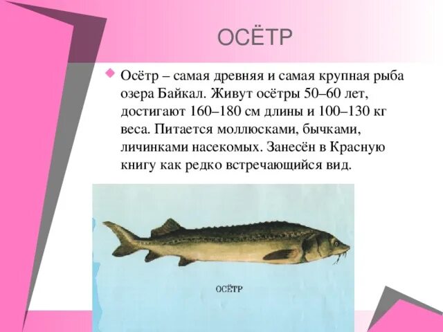 Красная книга России (7 класс) - биология, презентации