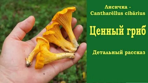 Грибы лисички и рыжики фото