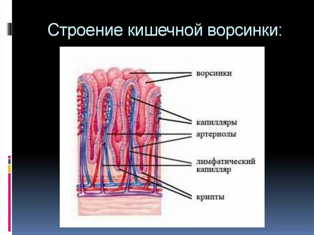 Микроворсинки тонкого кишечника. Строение кишечной ворсинки анатомия. Строение ворсинки кишечника. Микроворсинки кишечника строение. Кишечные ворсинки характерны для