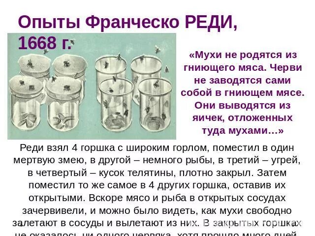 Опыт с мухой. Опыты Франческо реди, 1668 г.. Эксперимент Франческо реди с мясом. Франческо реди опыт с мухами. Опыт Франческо реди цель.