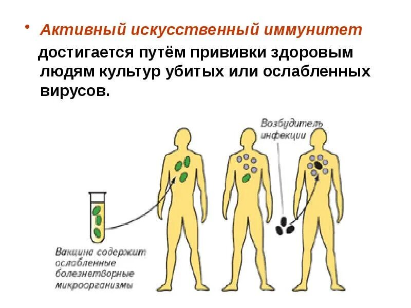 Иммунитет. Классификация иммунитета презентация онлайн - Izeak.com