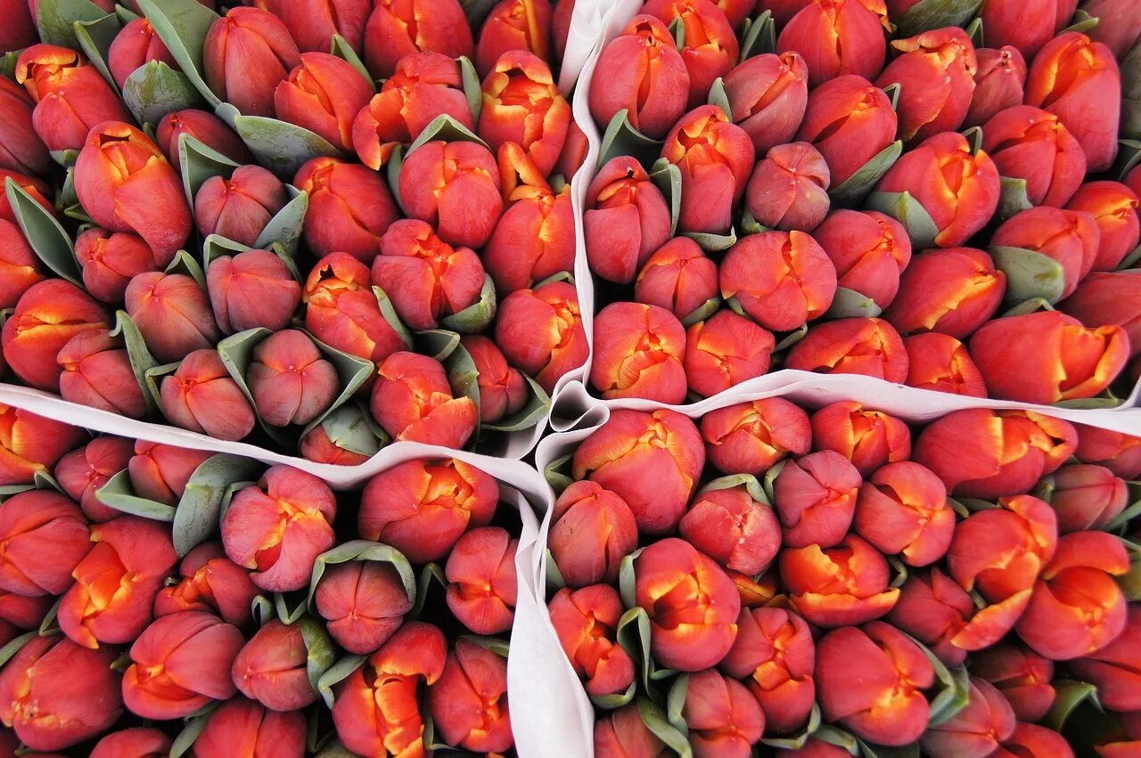 Рынок тюльпанов в Амстердаме. Амстердам тюльпаны. Луковицы тюльпанов Голландия. Тепличные тюльпаны. Луковицы тюльпанов купить оптом цена