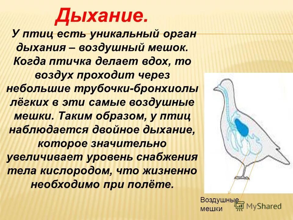 Дыхание птиц воздушные мешки. Воздушные мешки у птиц. Органы дыхания птиц. Дыхательная система птиц. Особенности дыхательной системы птиц.