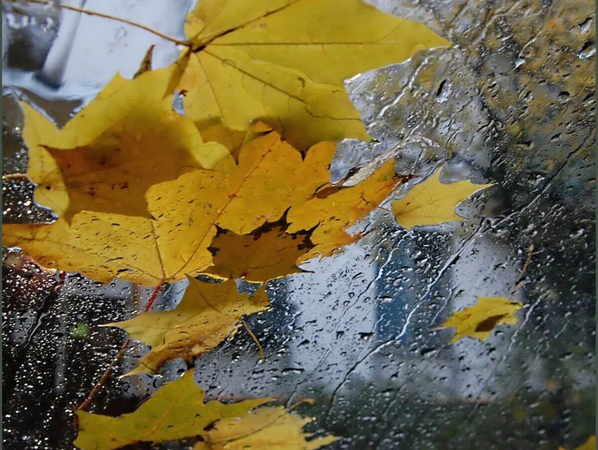 Дождливая осень. Дождь осенью. Листопад и дождь. Осенний дождик. Осенняя музыка дождя