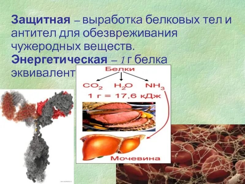 Энергетическая белка. Выработка защитных веществ у животных. Чужеродные белки. Белковые тела. Чужеродные белки в организме человека.