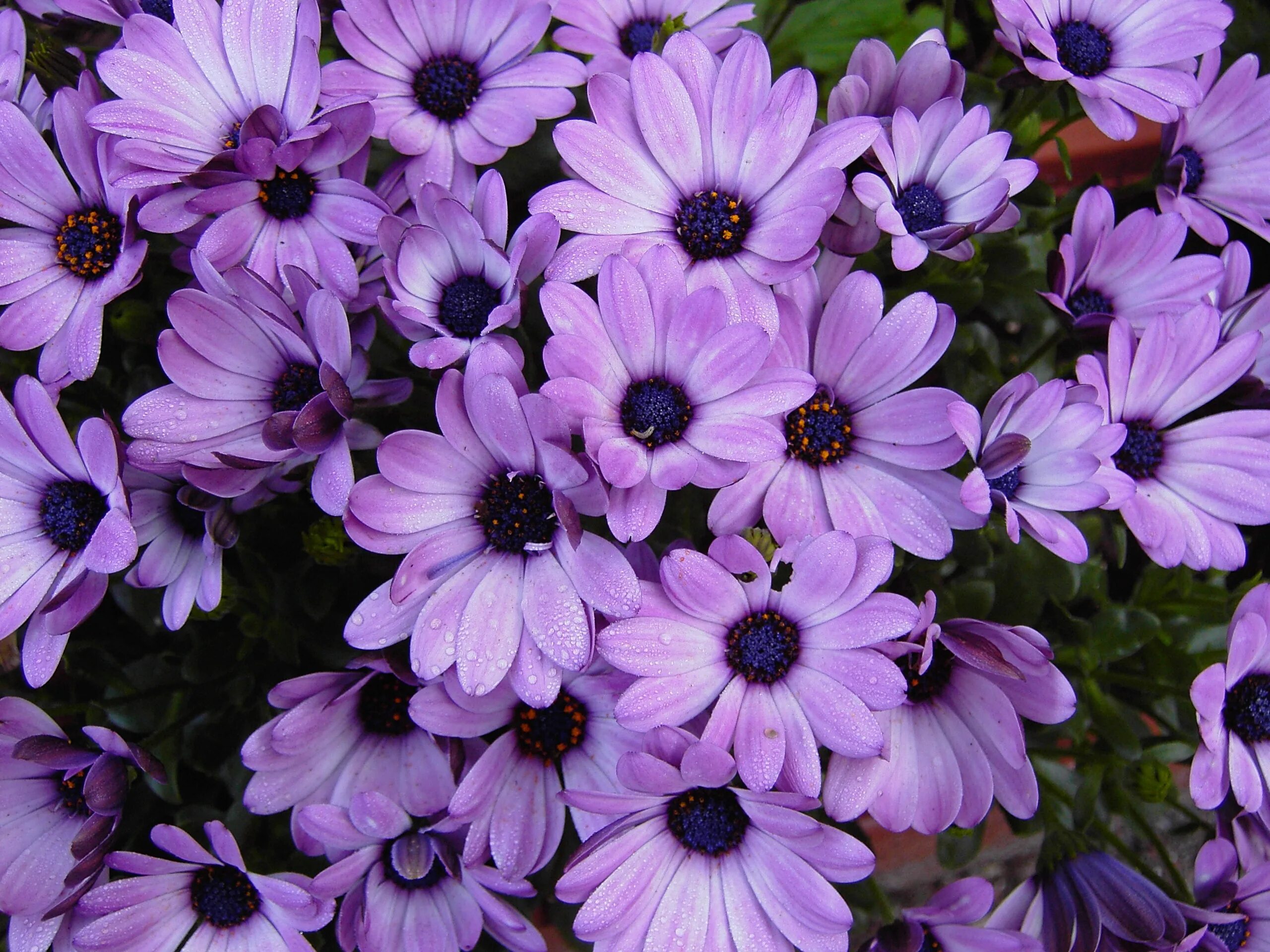 Породы фиолетовых цветов. Цветок остеоспермум Violet-. Остеоспермум Dark Purple. Остеоспермум голубой. Остеоспермум дип Сан.