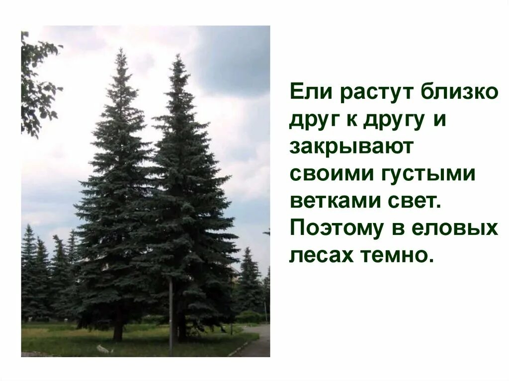 Характеристики соснового и елового леса по группам. Сосна ель лиственница места обитания. Ель среда обитания. Что растет на ели. Места обитания сосны ели и лиственницы.