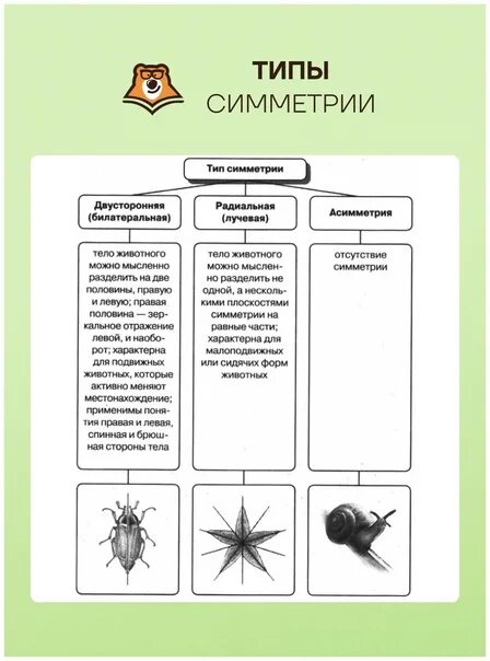 Укажите тип симметрии животного впр 8. Типы симметрии животных. Тип симметрии животного. Тип симметрии насекомых. Укажите Тип симметрии животного.