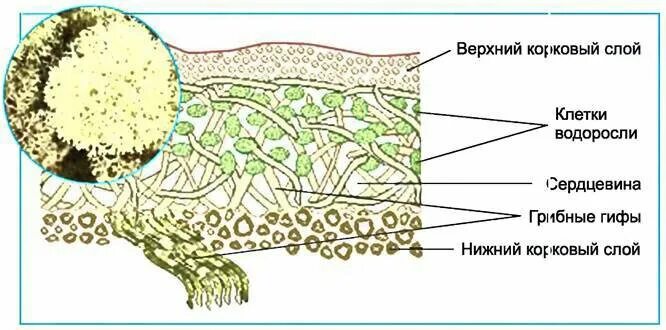 Строение лишайников биология. Строение слоевища лишайника. Внутреннее строение лишайника. Нижний коровый слой у лишайника.