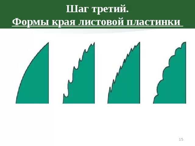 Виды краев листовых. Виды краев листовых