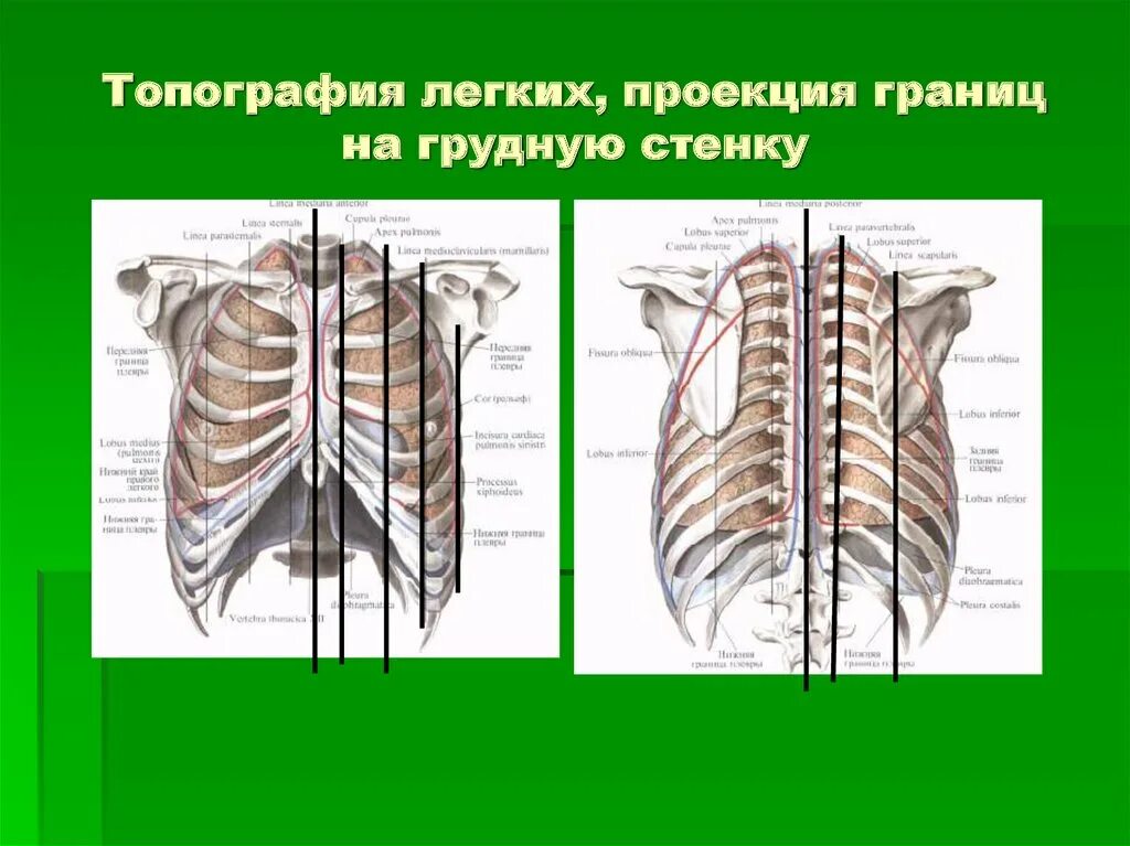 Топография клапанов сердца на переднюю грудную стенку. Границы грудной клетки топографическая анатомия. Анатомическая топография грудной клетки. Топография легких границы. Топография сердца анатомия.