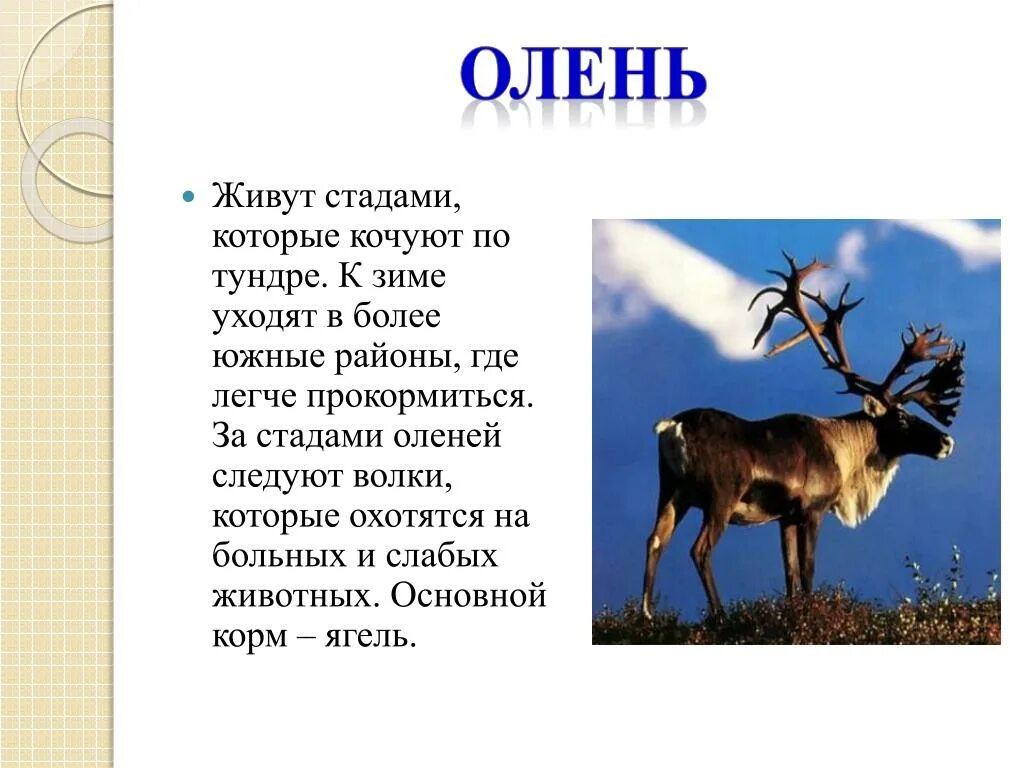 Животное обитающее в тундре. Животные обитают стадами в. Животное которое обитает в тундре и его описание. Выкатилось Оленье стадо. Тундра песня слова