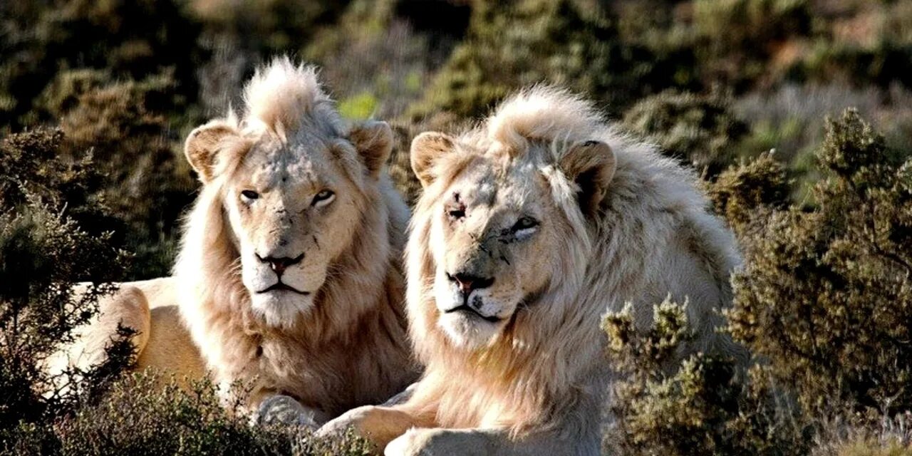 Сколько живут львы в дикой. Львы Прайд. Прайд белых Львов. Амирхан Лев белый Лев. Белый Лев Прайд.