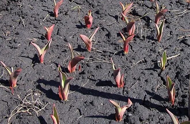 Тюльпаны какая почва. Тюльпаны Sclerotinia libertiana. Росток тюльпана. Ботанический тюльпан всходы. Тюльпан махровый всходы.