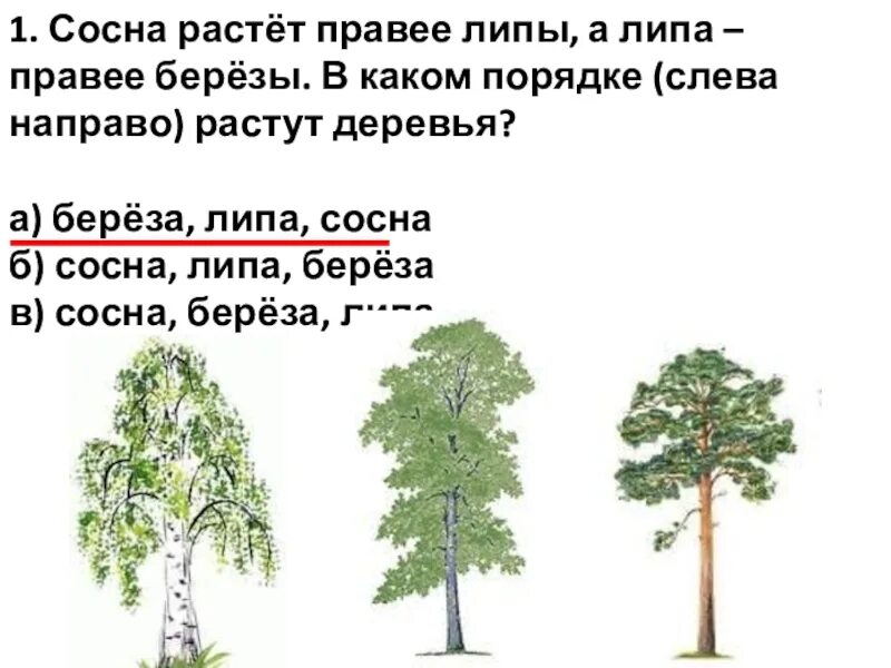 Сколько растет 1 дерево. Схема деревьев липа, берёза, сосна. Задание дерево береза. Что растет на сосне. Высота березы.