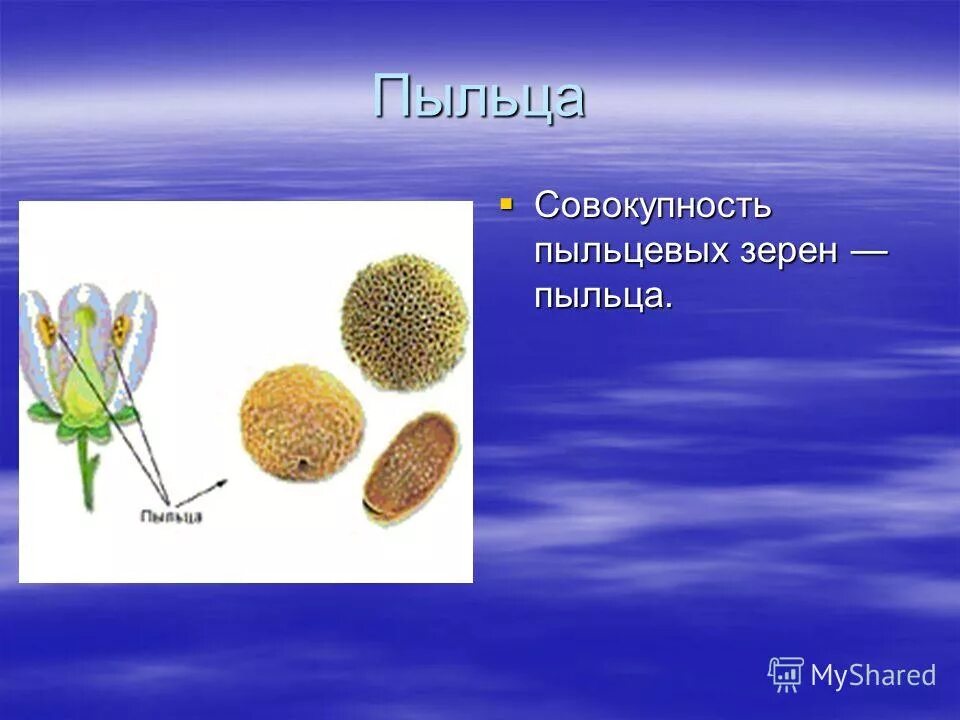 для пыльцевых зерен характерно