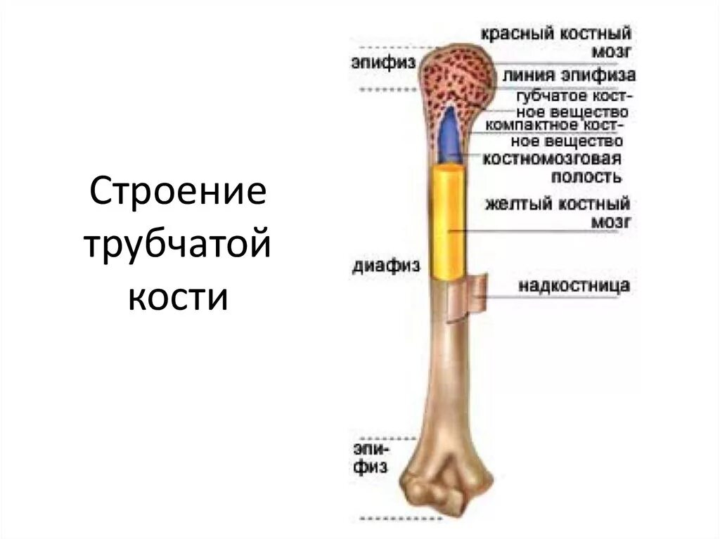 Функции костного мозга в трубчатой кости. Строение длинной трубчатой кости. Строение трубчатой кости эпифиз диафиз. Трубчатая кость желтый костный мозг. Кость ее строение и функции.