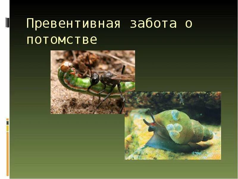 Привести примеры заботы о потомстве. Забота о потомстве. Превентивная забота о потомстве. Типы заботы о потомстве. Забота о потомстве активная пассивная превентивная.