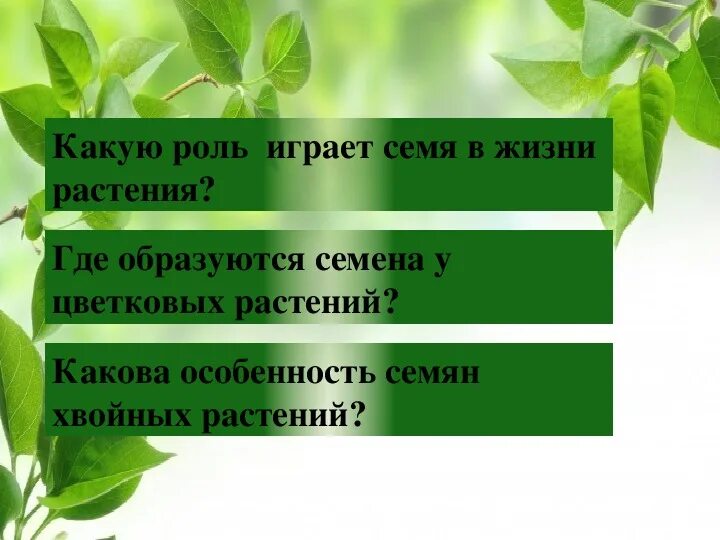 Жизнь растений в 6. Семена в жизни растений. Роль семян в жизни растений. Какую роль в жизни растения играют семена. Значение семян для растений.