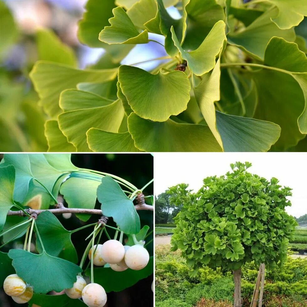 Листья гинкго купить. Гинкго билоба (Ginkgo Biloba). Гинкго двулопастный дерево. Гинкго билоба дерево. Ареал гинкго.