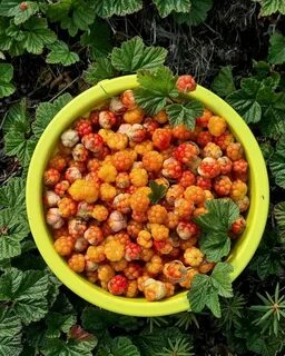 Архангельская морошка