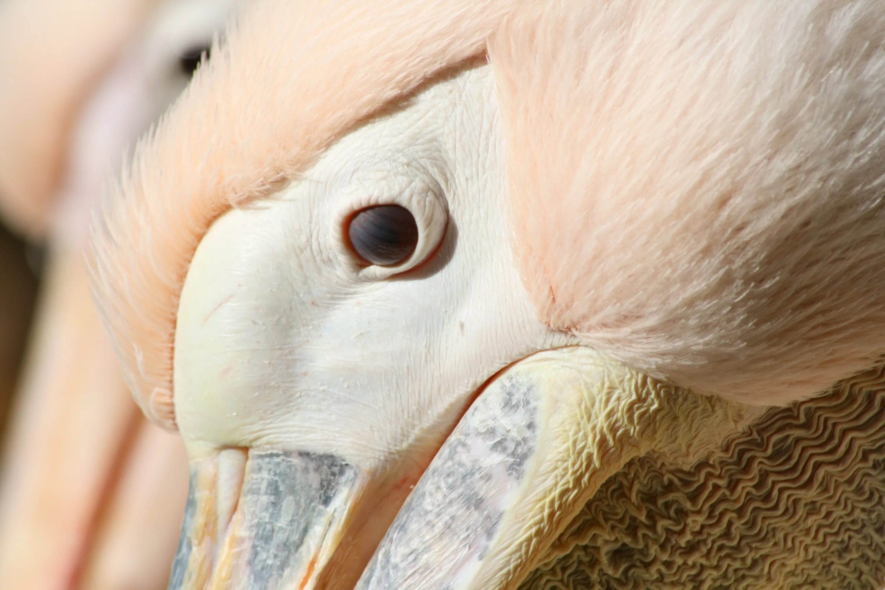 Нос птицы. Глаз пеликана. Нос пеликана. Ноздри у птиц. Большие глазницы у птиц